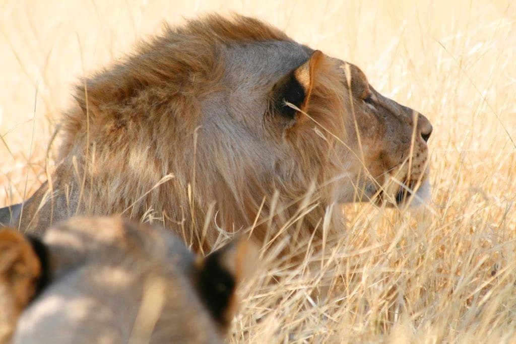 African Lion