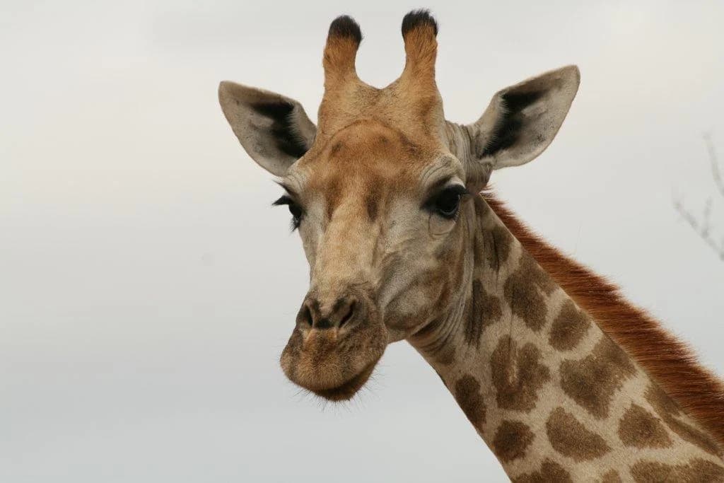 Giraffe