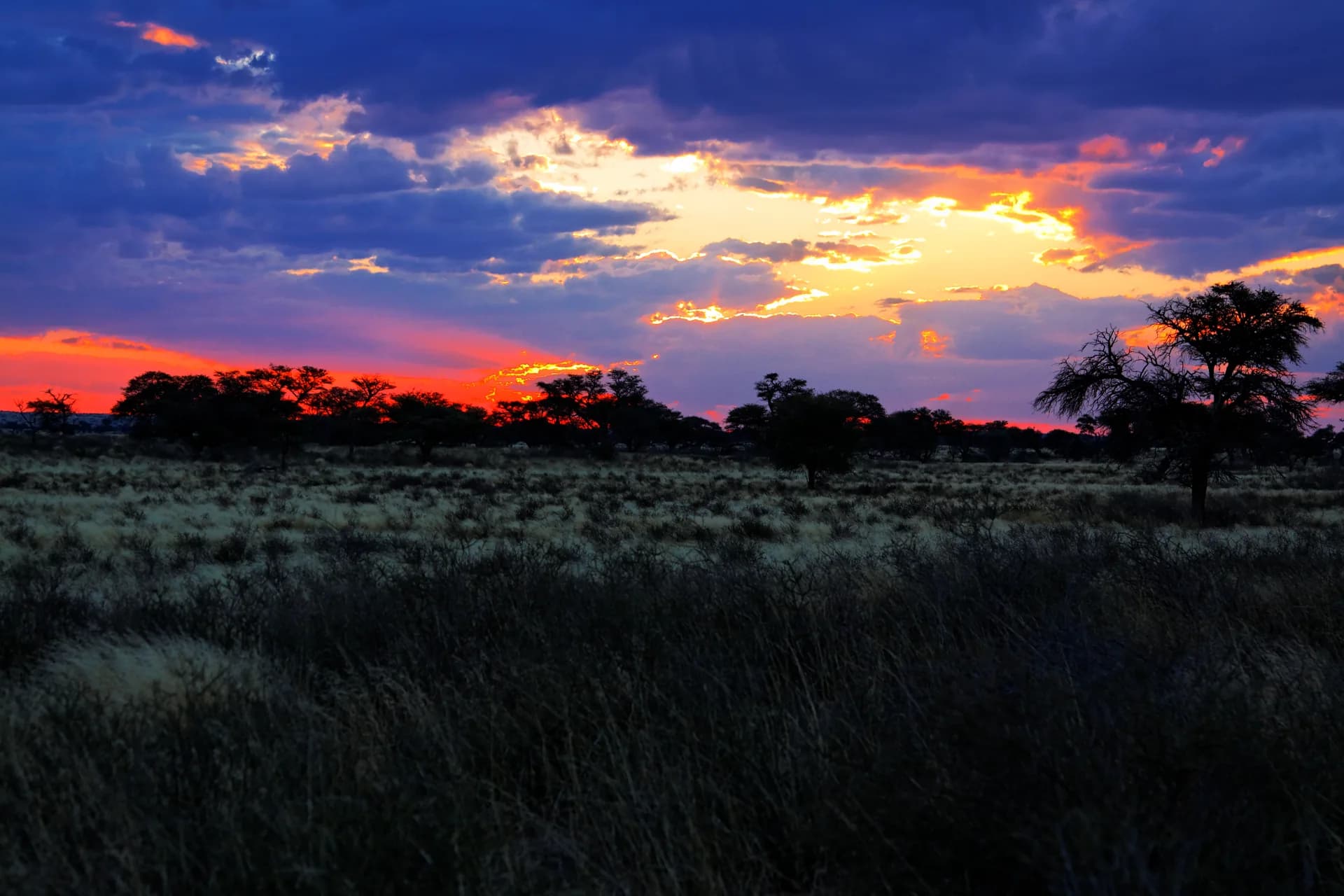 African Safari Landscape Kalahari Sunset