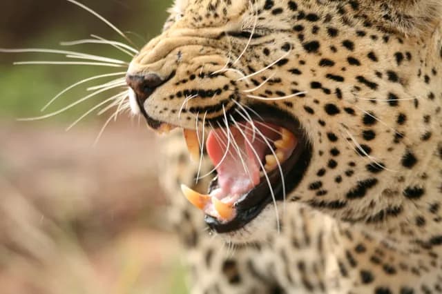 African Leopard Close-Quarters Wild Encounter