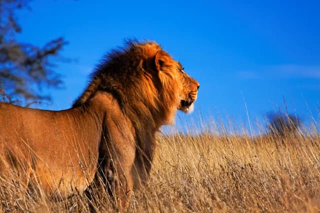Monarch Kalahari Male Lion Surveying the Savannah