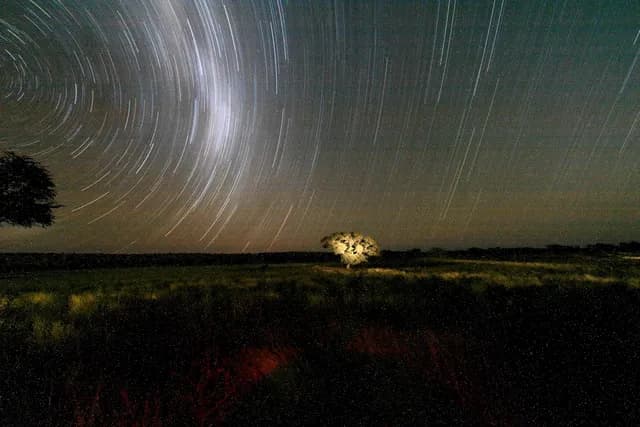 Kalahari Celestial Star Trails Over Solitary Camelthorn