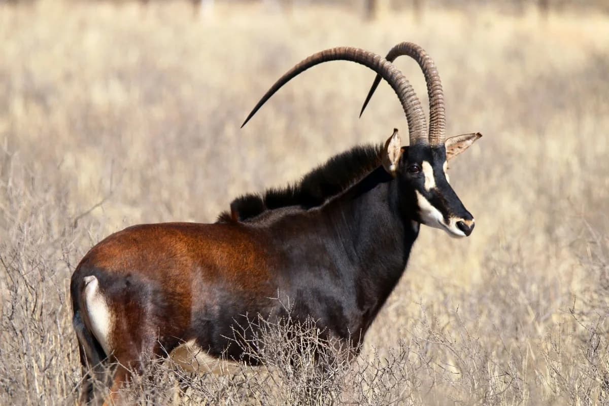 Sable Antelope