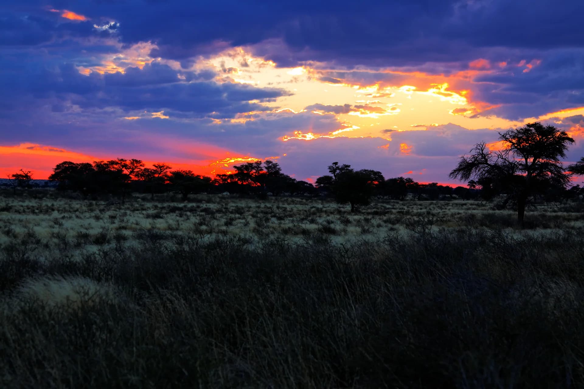 Vast Kalahari Savannah Horizon