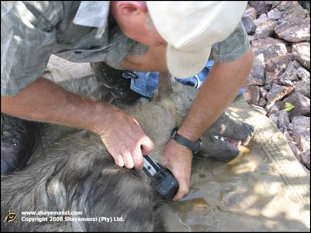 Clinical Procedure · Brown Hyena Transmitter Fitting