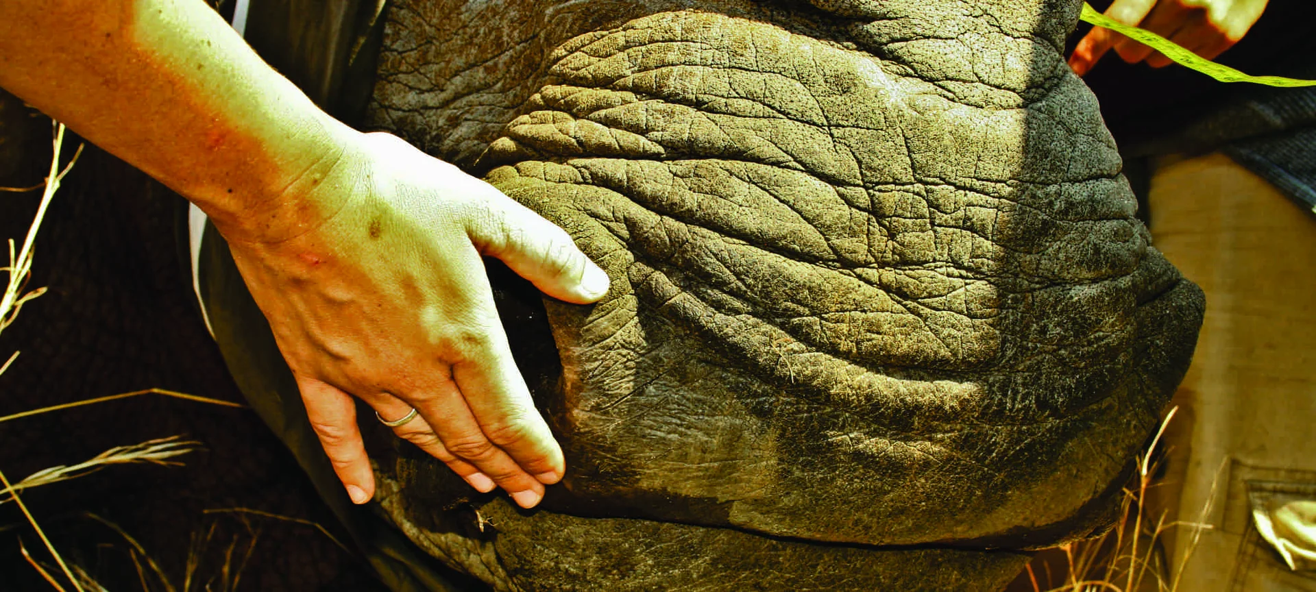 Biometric monitoring and reverence for wild giants during veterinary telemetry operation