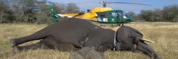Aerial Conservation Operations · SANParks Helicopter